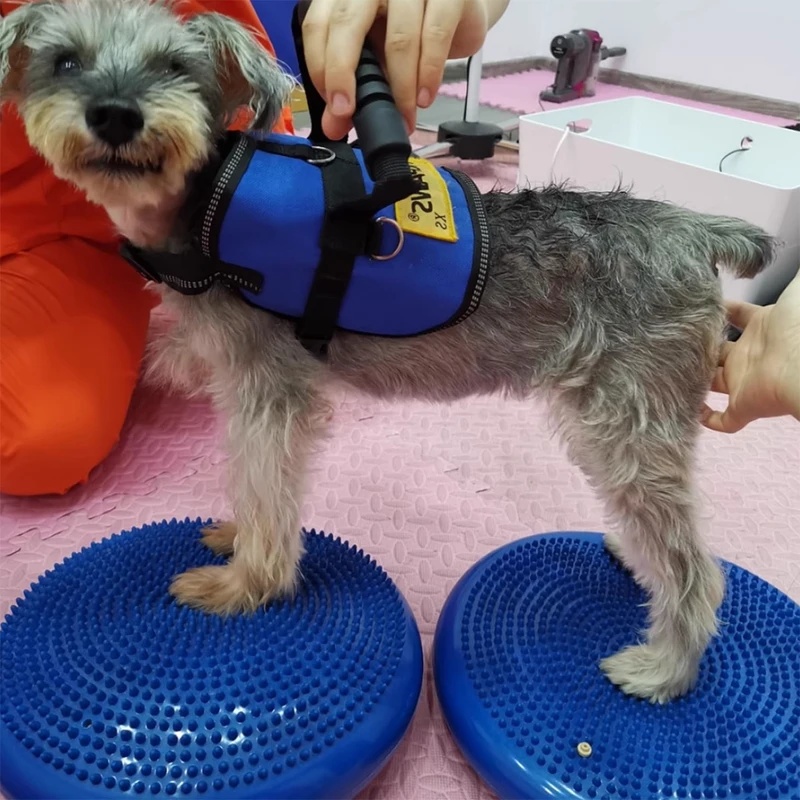 Bantalan Keseimbangan Anjing,  - Balance Cushion Disc ulasan dan harga