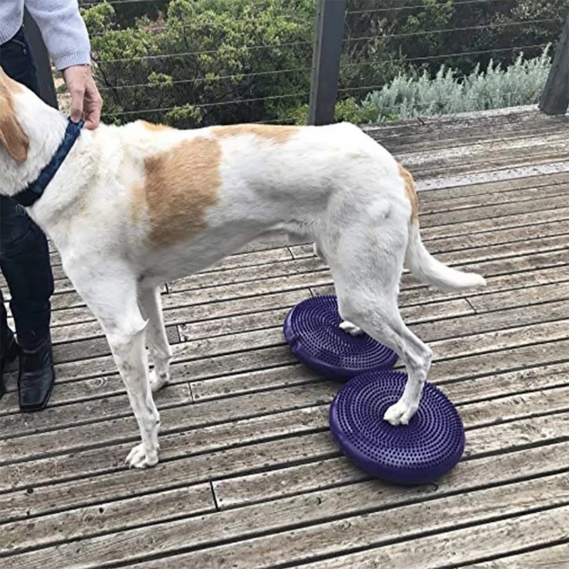 Bantalan Keseimbangan Anjing,  - Balance Cushion Disc ulasan dan harga