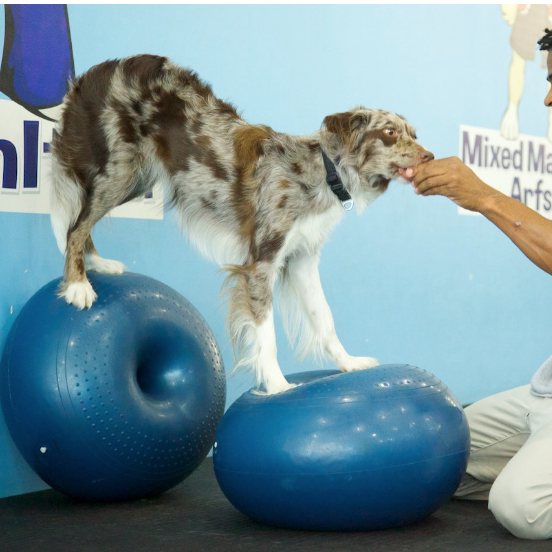 Bantal Keseimbangan Anjing, Pl - Balance Cushion Disc ulasan dan harga